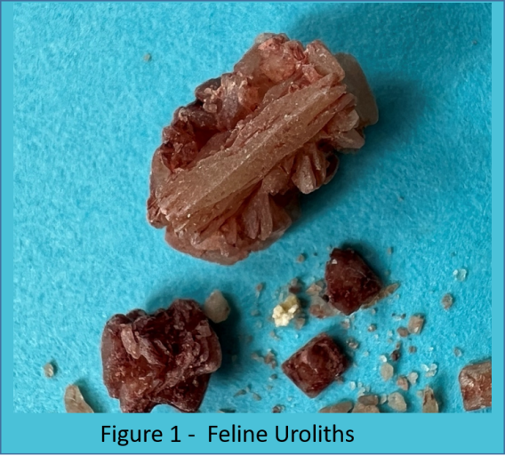 Urinary Stones in FIP Cats Treated with GS-441524: limited solubility of GS-441524
